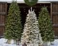 Balsam-Hill-Christmas-Trees-2-min