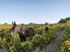 Despite his worldwide acclaim, Gérard is often in the vineyards working, exploring and seeing first-hand the health of the land and grapes | Photo By Geoffrey Lucas