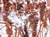 Kissed by winter’s frost, hearty Vidal grapes endure winter’s frost. (Photos Courtesy of Wine Country Ontario)