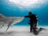 De Gelder has taken some of the most famous people in the world diving with sharks and admits that every single one of them was scared, but that they came out of the water saying it was one of the most incredible things that they have ever done in their life | Photo Courtesy Of Paul De Gelder