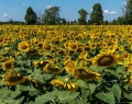 the stunning sunflowers of Dixie Orchard, which are a signal of the fall growing season | Photo By Emad Mohammadi