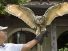 Falconry