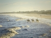 Horseback riding on Sea Island beach