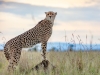 A cheetah on the hunt at Grumeti Fund in Tanzania | Photos by Sacha Specker