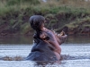 A male hippo at dusk, at Grumeti Fund in Tanzania | Photos by Sacha Specker